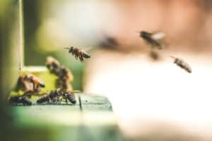 Přečtete si více ze článku Cesta od nektaru po kapku medu při medobraní