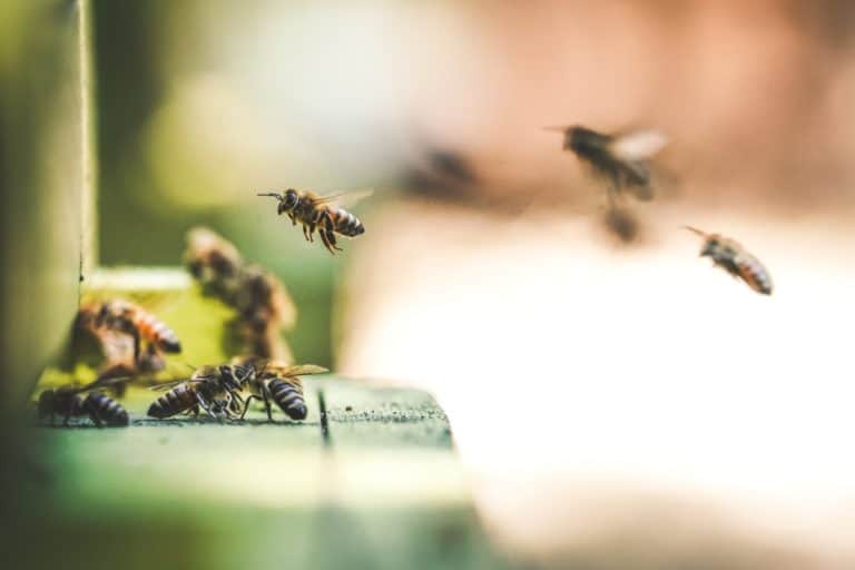 Přečtete si více ze článku Cesta od nektaru po kapku medu při medobraní