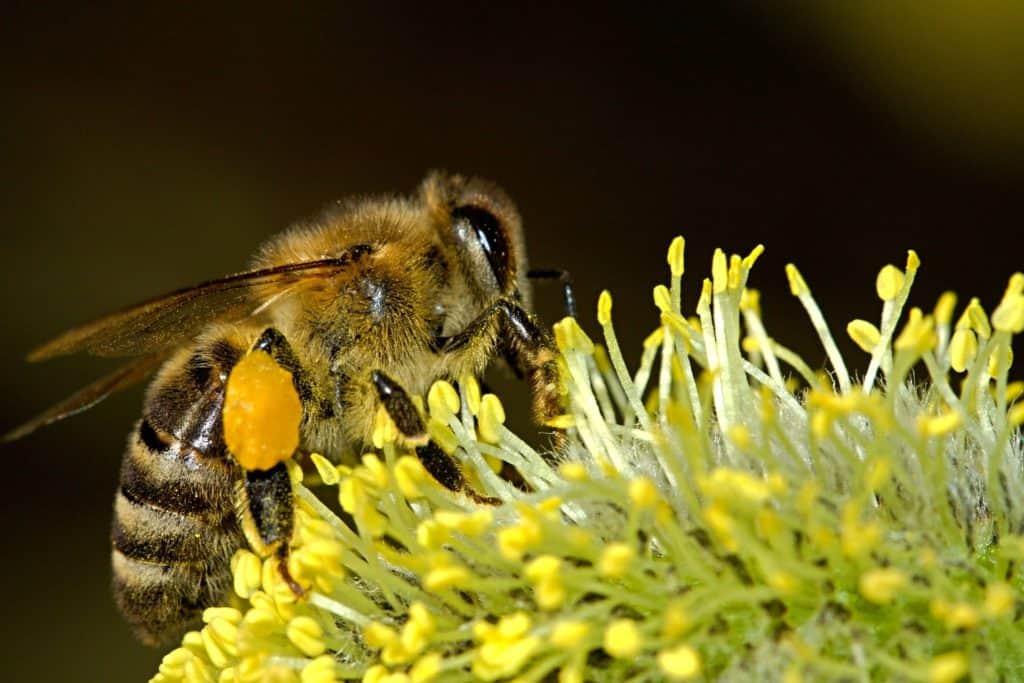 Včela medonosná sbírající pyl