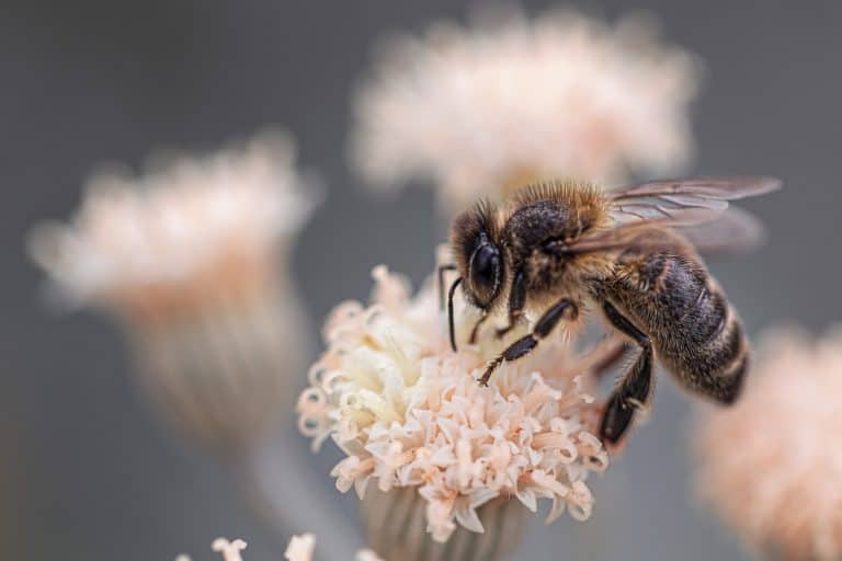 Přečtete si více ze článku 10 faktů o neuvěřitelném světě včely medonosné