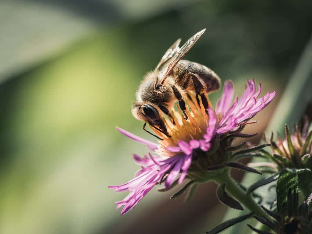 včelí pyl účinky na lidský organismus