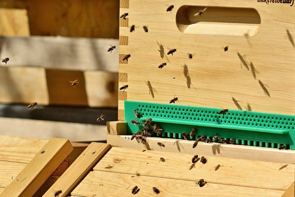 Jak získat pyl od včel?