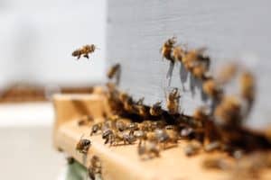 Přečtete si více ze článku Jak získat pyl nebo pergu rovnou z včelího úlu?