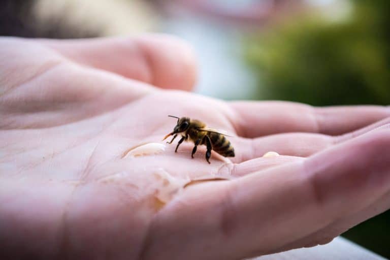 Přečtete si více ze článku Nebojte se včelího bodnutí