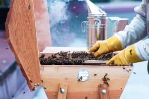 Přečtete si více ze článku 10 mýtů o včelaření