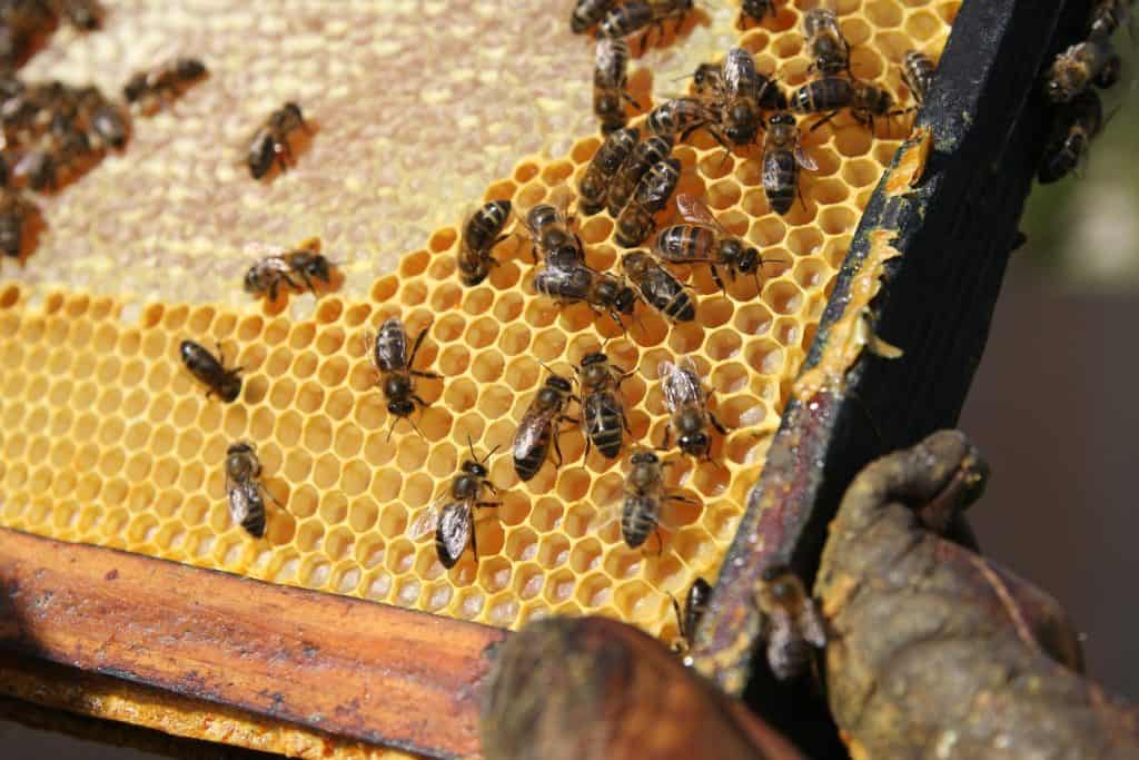 Včely na rámku s propolisem