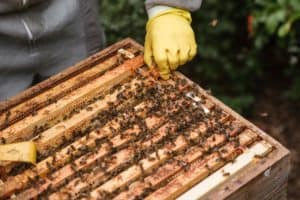 Přečtete si více ze článku Jak získat propolis přímo z úlu?