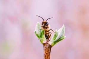 Přečtete si více ze článku Propolis je přírodní dar z úlu