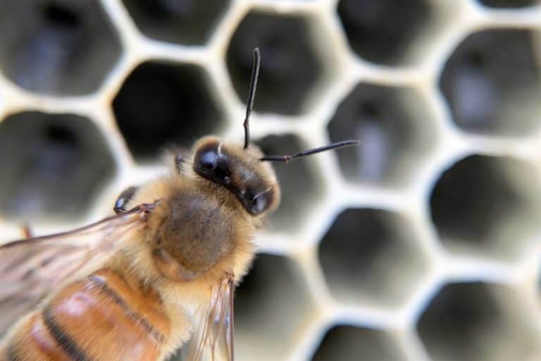 Přečtete si více ze článku Jak vzniká včelí vosk