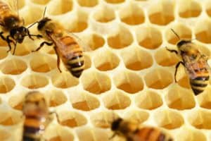 Přečtete si více ze článku K čemu slouží včelí vosk v přirozených podmínkách?