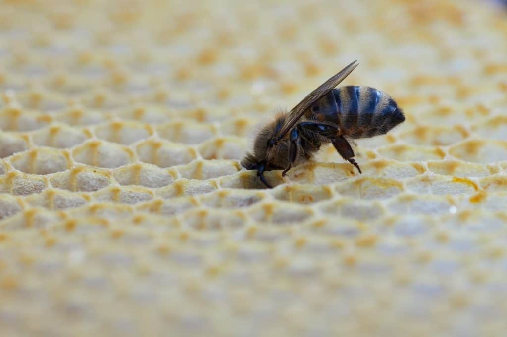 Jak vzniká včelí vosk