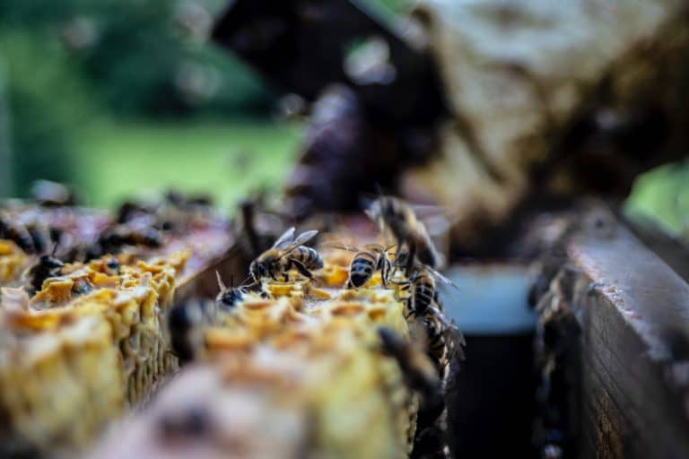 Přečtete si více ze článku Získání včelího jedu přímo z úlu