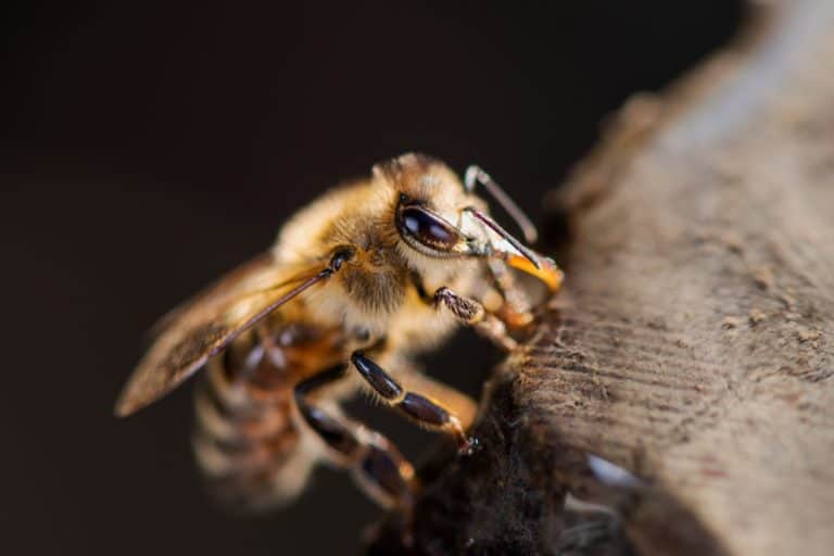 Přečtete si více ze článku Včelí jed důležitá součást přežití pro včelí společenství